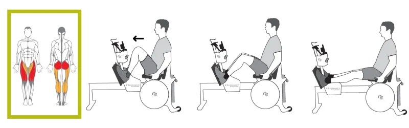 Concept2 StrengthErg ile oturarak yapılan bacak itme (leg press) egzersizinde çalışan ana kaslar: Ön Bacak (Kuadriseps) ve Arka Bacak (Hamstringler)