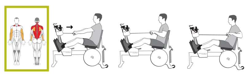 Concept2 StrengthErg ile oturarak yapılan çekme (seated row) egzersizinde çalışan ana kaslar: Sırt (Latissimus Dorsi, Trapezius) ve Pazı (Biceps)